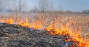 О пожарах в природных экосистемах